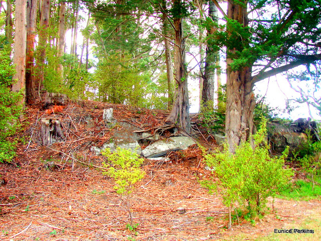 Trees By Shore