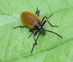 Darkling Beetle,Lagria hirta