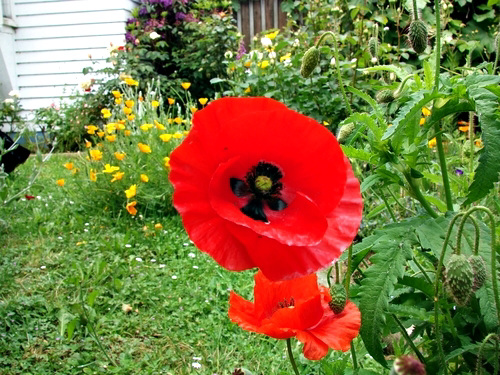 Poppies