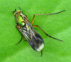 Long Legged Fly. Poecilobothrus nobilitatus