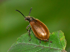 Darkling Beetle,Lagria hirta