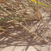 They've been planting more marron grass on the dunes