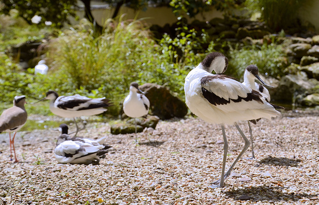 Pied avocet