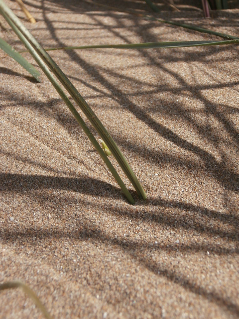 Those marron grasses are sharp. LOL