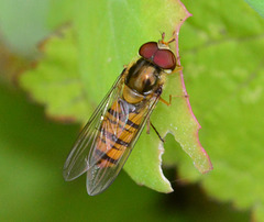 Hoverfly. Episyrphus balteatus