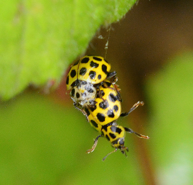 Ladybird, Psyllobora 22-Punctata