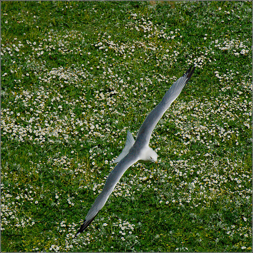 Gull at Play