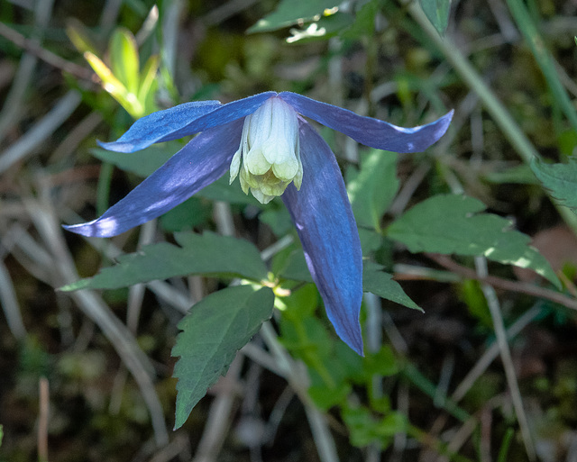 Clematis alpina, Alpenrebe - 2014-07-03-_DSC3822