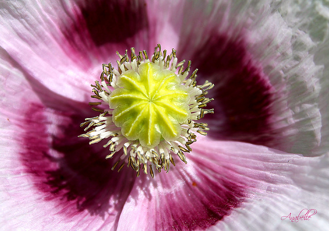 la danse des pavots