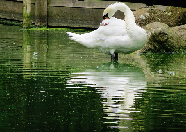 swan , regents park, london