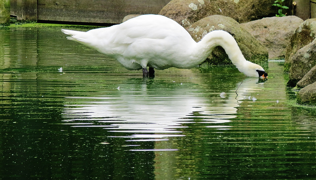 swan , regents park, london