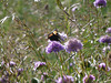 una Vanessa sulla Scabiosa Colombaria