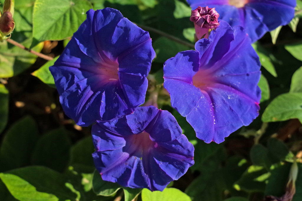 Katelios Kefalonia Convolvulus GR