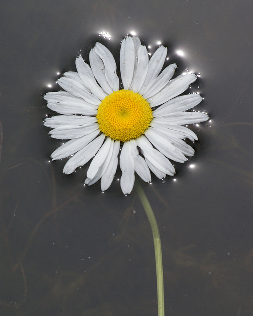 marguerite/ daisy