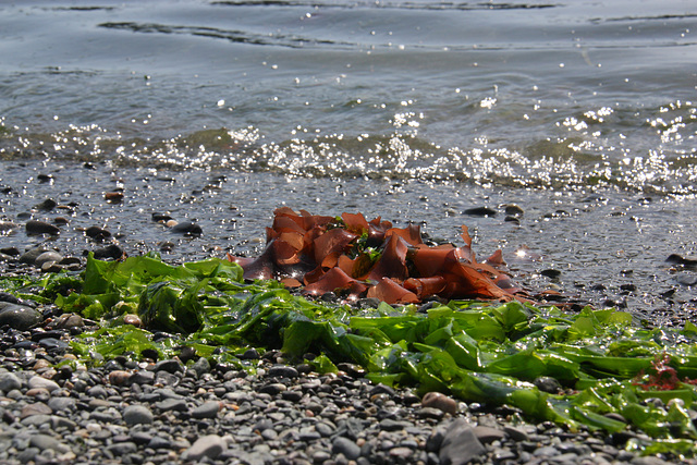 Seaweed