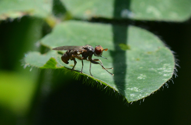 Tiny fly of some sort