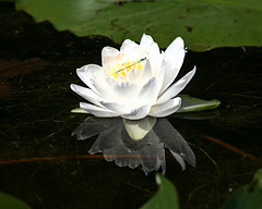 nymphéa odorant/common water-lily