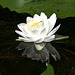 nymphéa odorant/common water-lily
