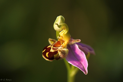 Bee Orchid