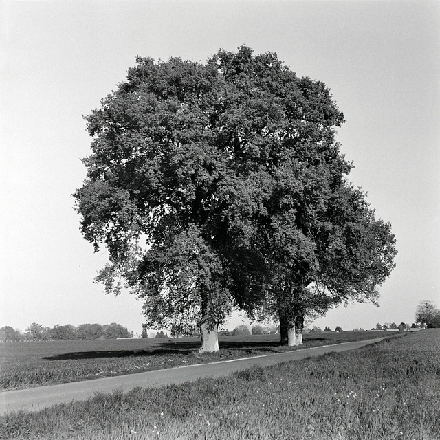 Chênes sur la route du Haut-Arbre - Eure-et-Loir