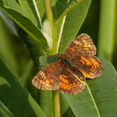 Small, orange butterfly
