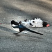 Road Cleaning Crew - Magpie