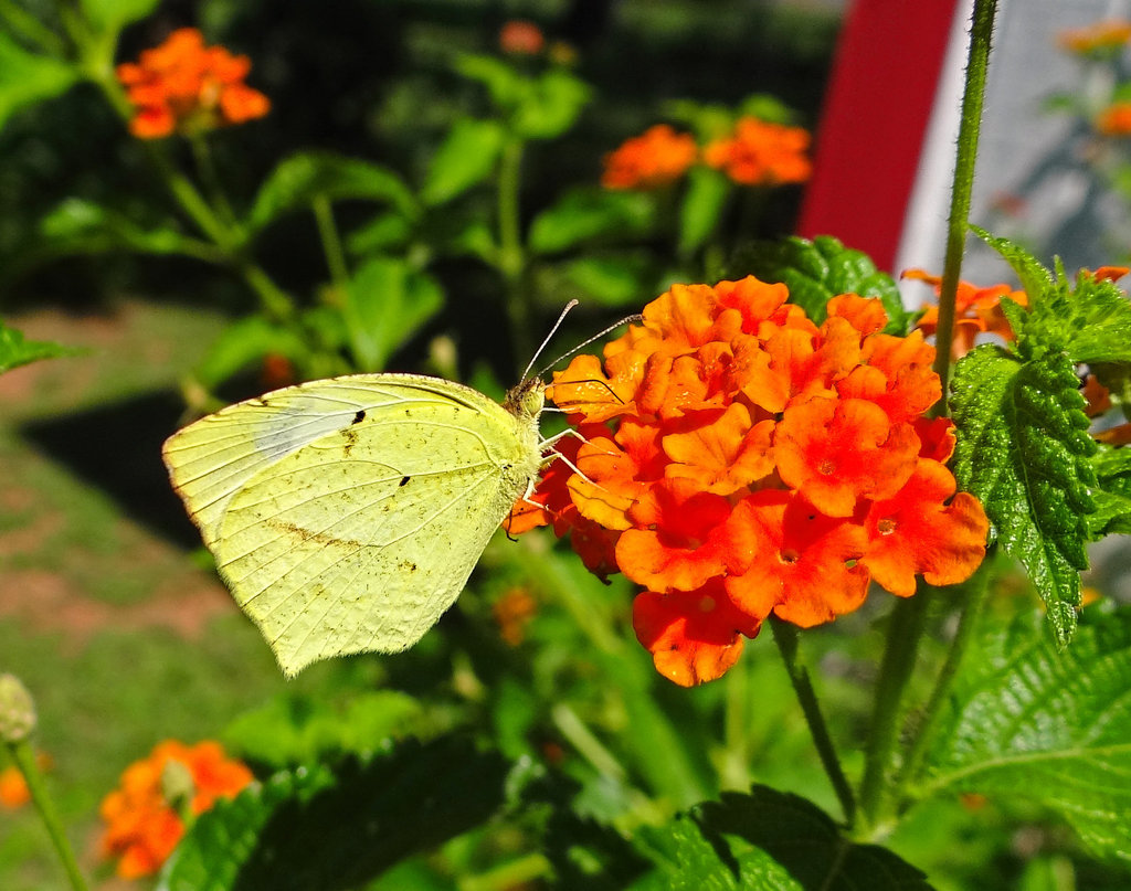 (Eurema mexicana) Mexican Yellow