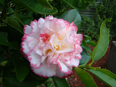 camellia Margaret Davis