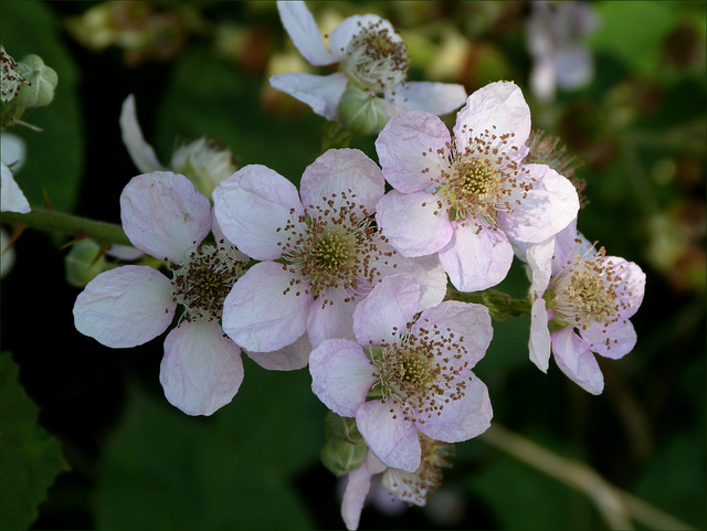 Brombeerblüten