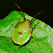 Young Shieldbug
