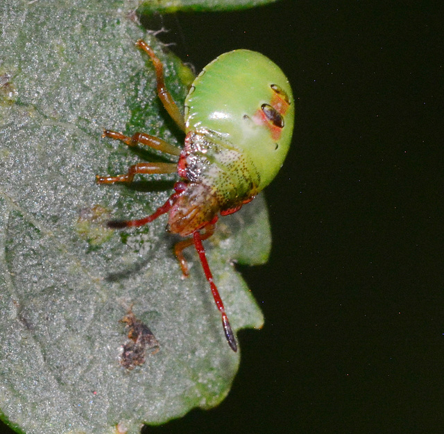 Young Shieldbug