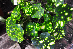 Hortus botanicus – Spotted leaves