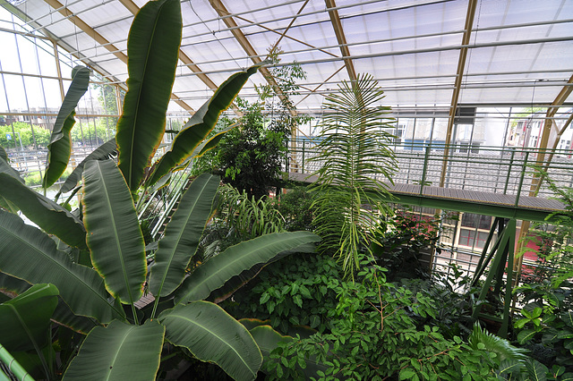 Hortus botanicus – Greenhouse