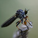 Robber fly has supper