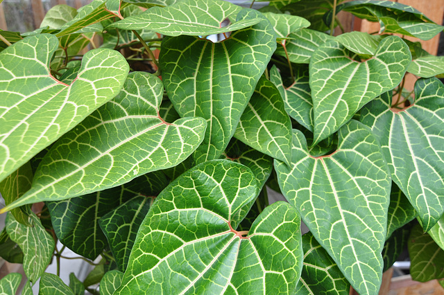 Hortus botanicus – Leaves