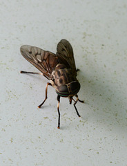 The dreaded horsefly