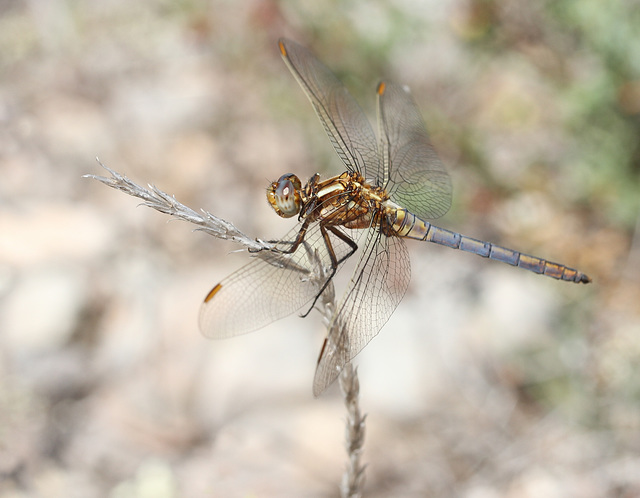 Orthetrum coerulescens