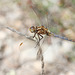 Orthetrum coerulescens