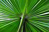 Hortus botanicus – Palm leaf