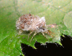 Lacewing Larva