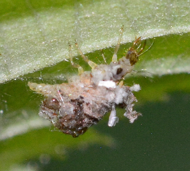 Lacewing Larva