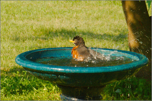 Wet Robin