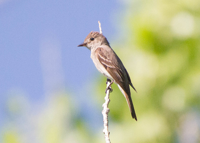 Western Wood-Pewee