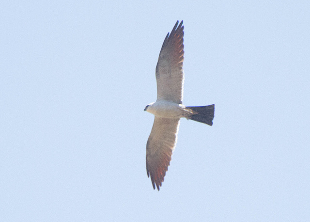 Mississippi Kite