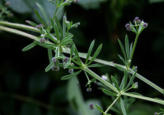 Galium aparine