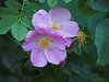 Alberta Wild Rose