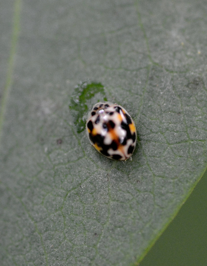 Tiny cowrie beetle