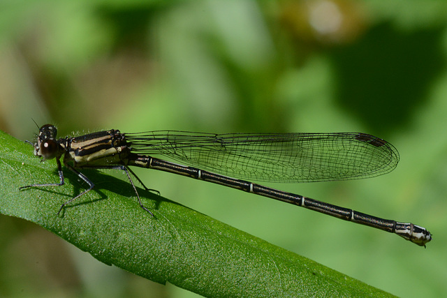 Different variety of damselfly