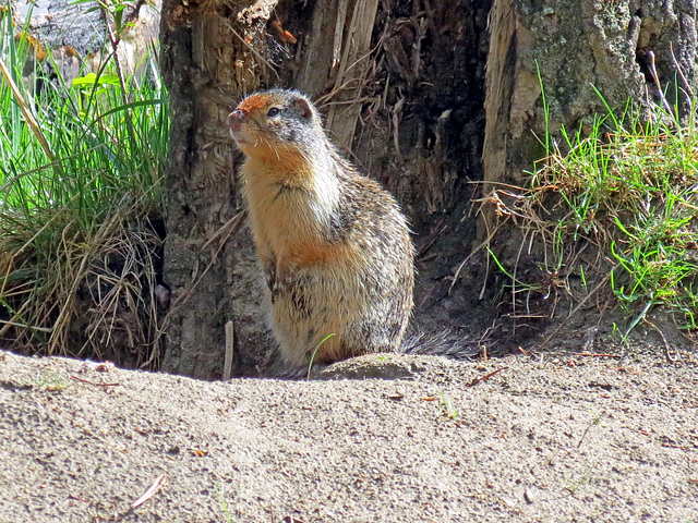 Ground Squirrel