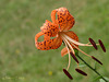 Turk's Cap Lily ..